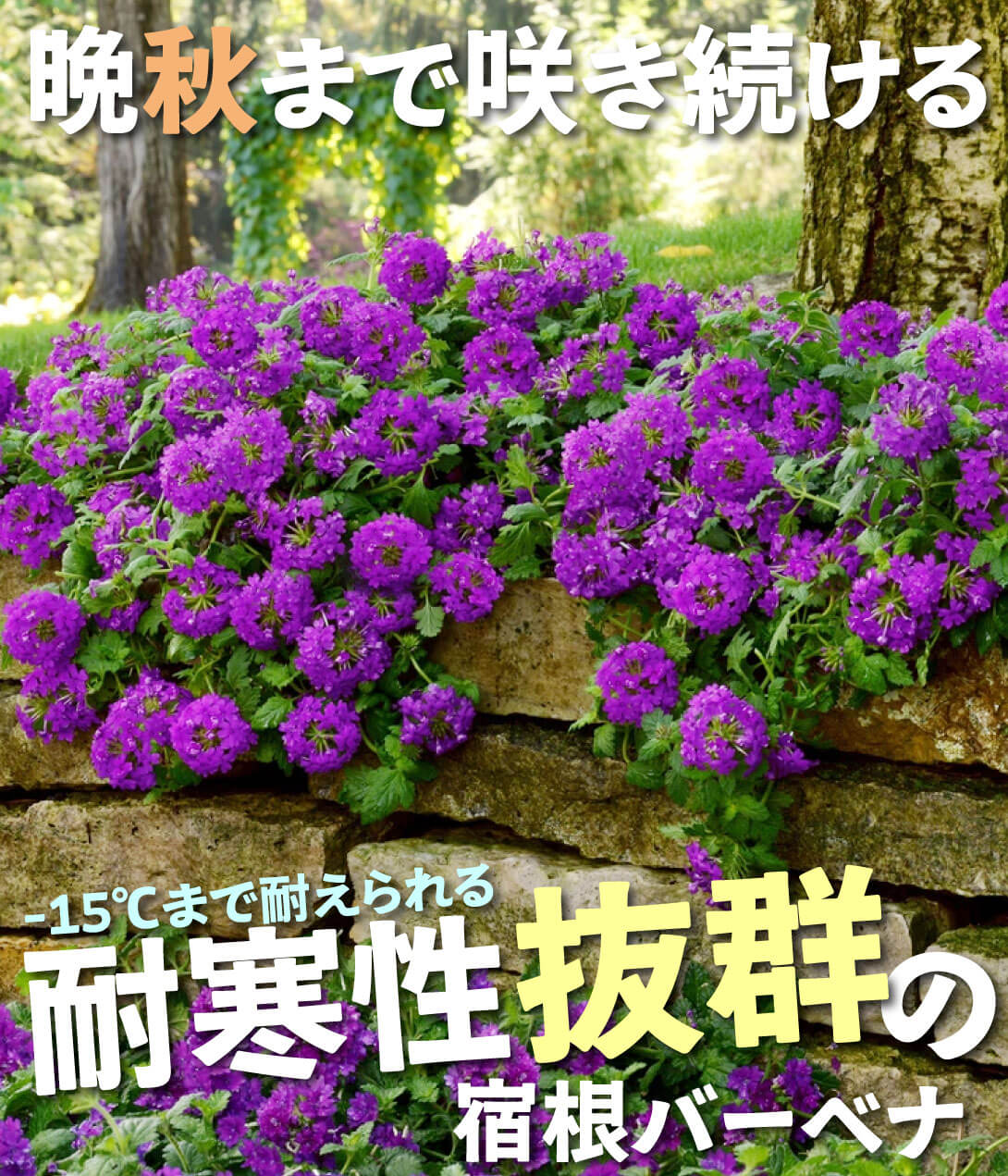 バーベナ ホームステッドパープル