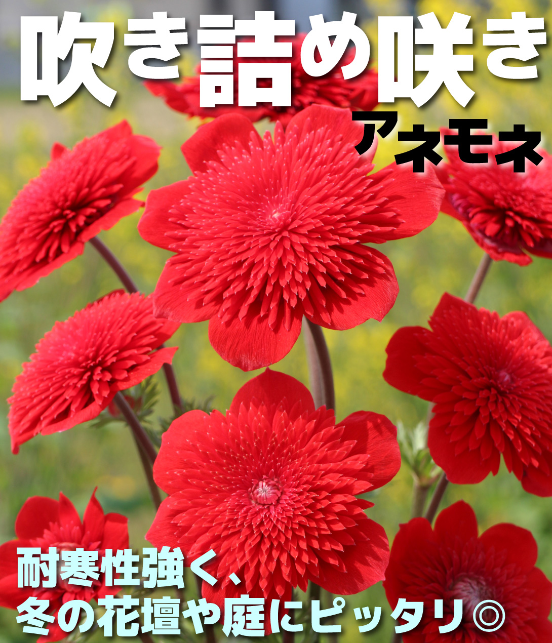 花苗 アネモネ 吹き詰め咲きアネモネ