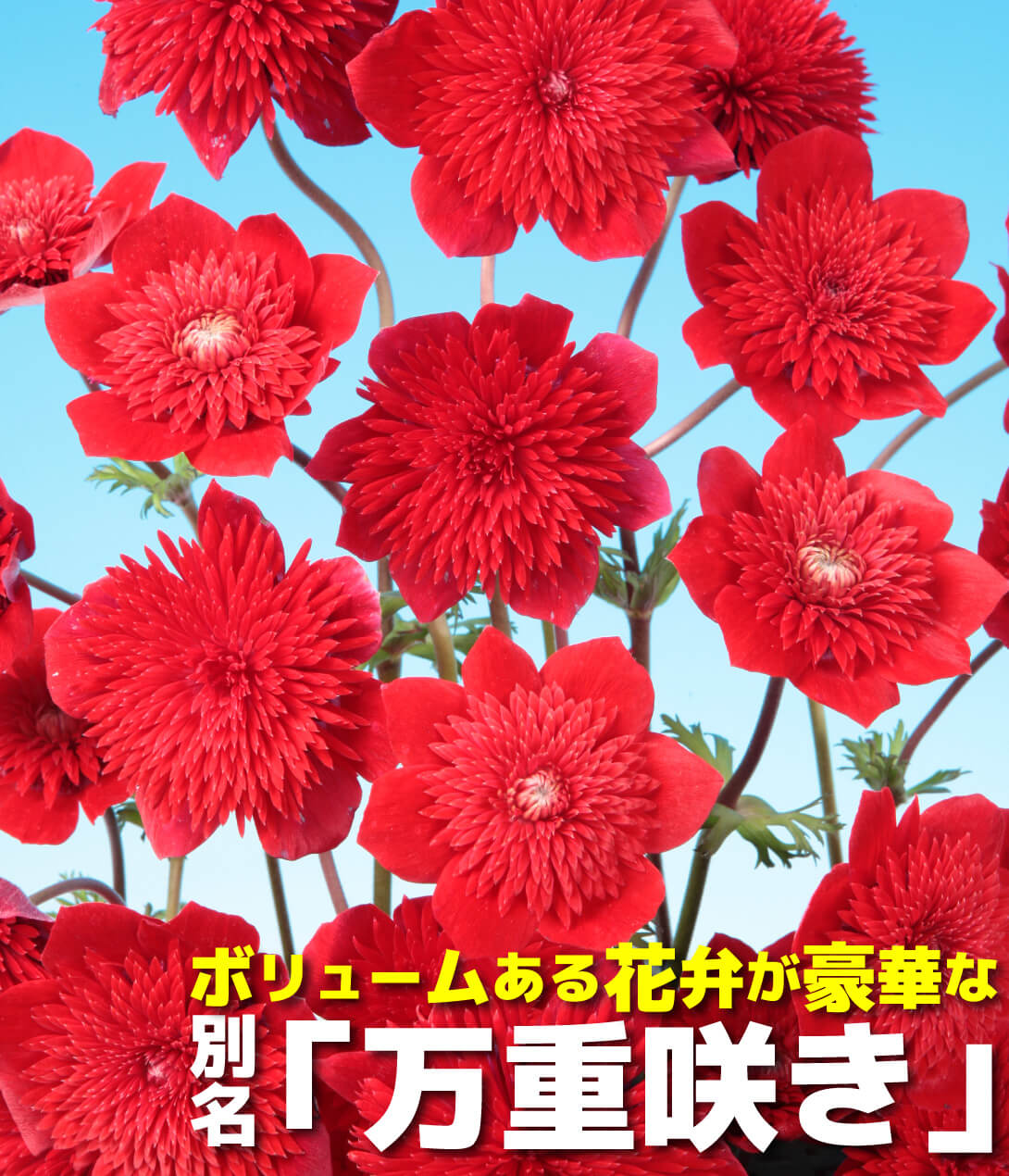花苗 アネモネ 吹き詰め咲きアネモネ