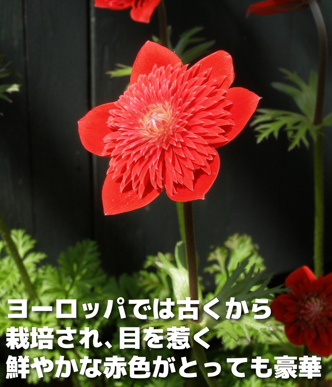 花苗 アネモネ 吹き詰め咲きアネモネ