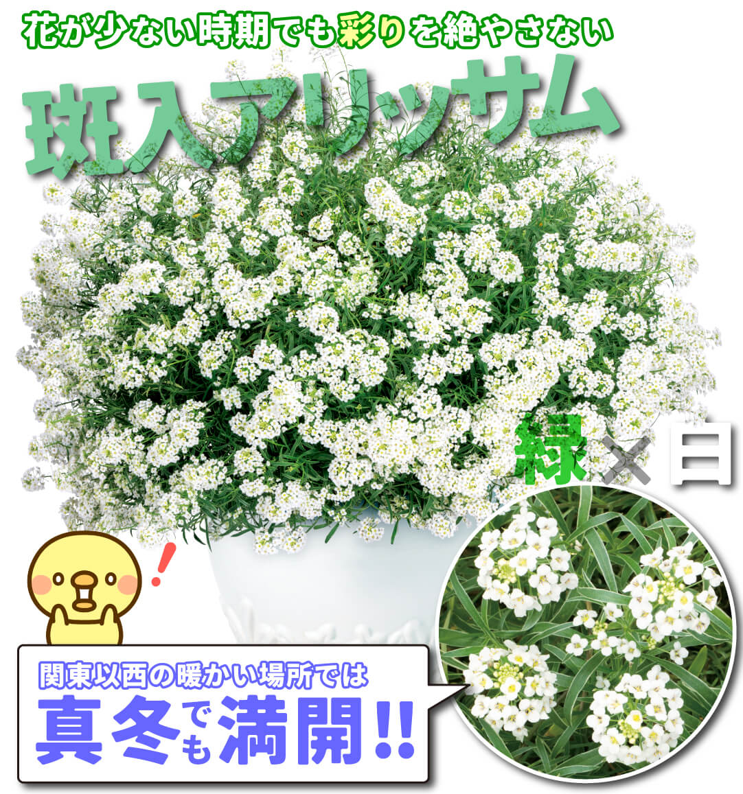 花苗 スーパーアリッサム アイシクルナイト