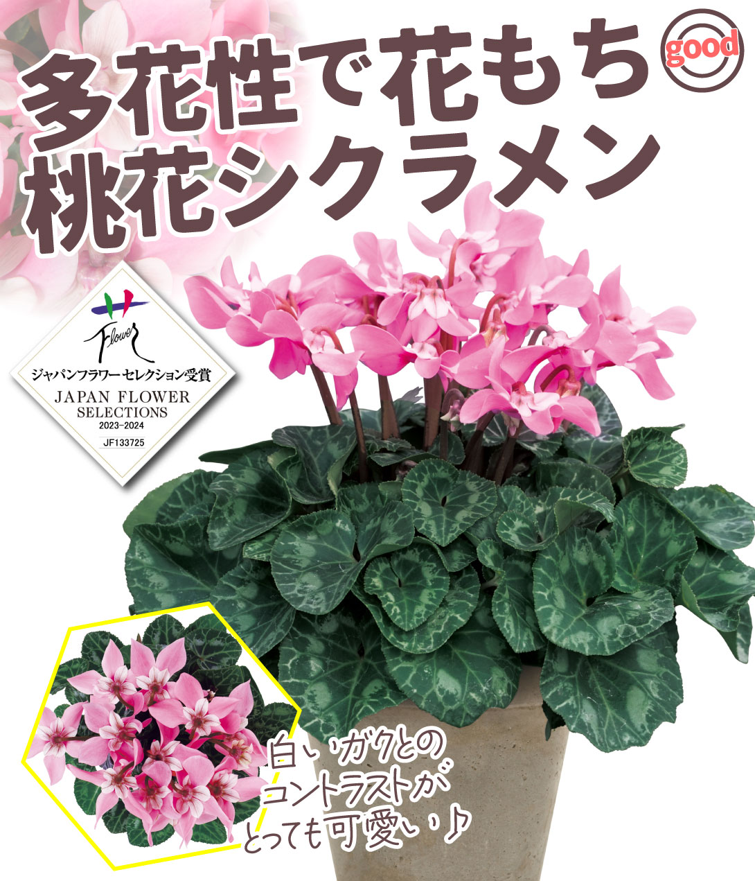 シクラメン ジックス ピンク