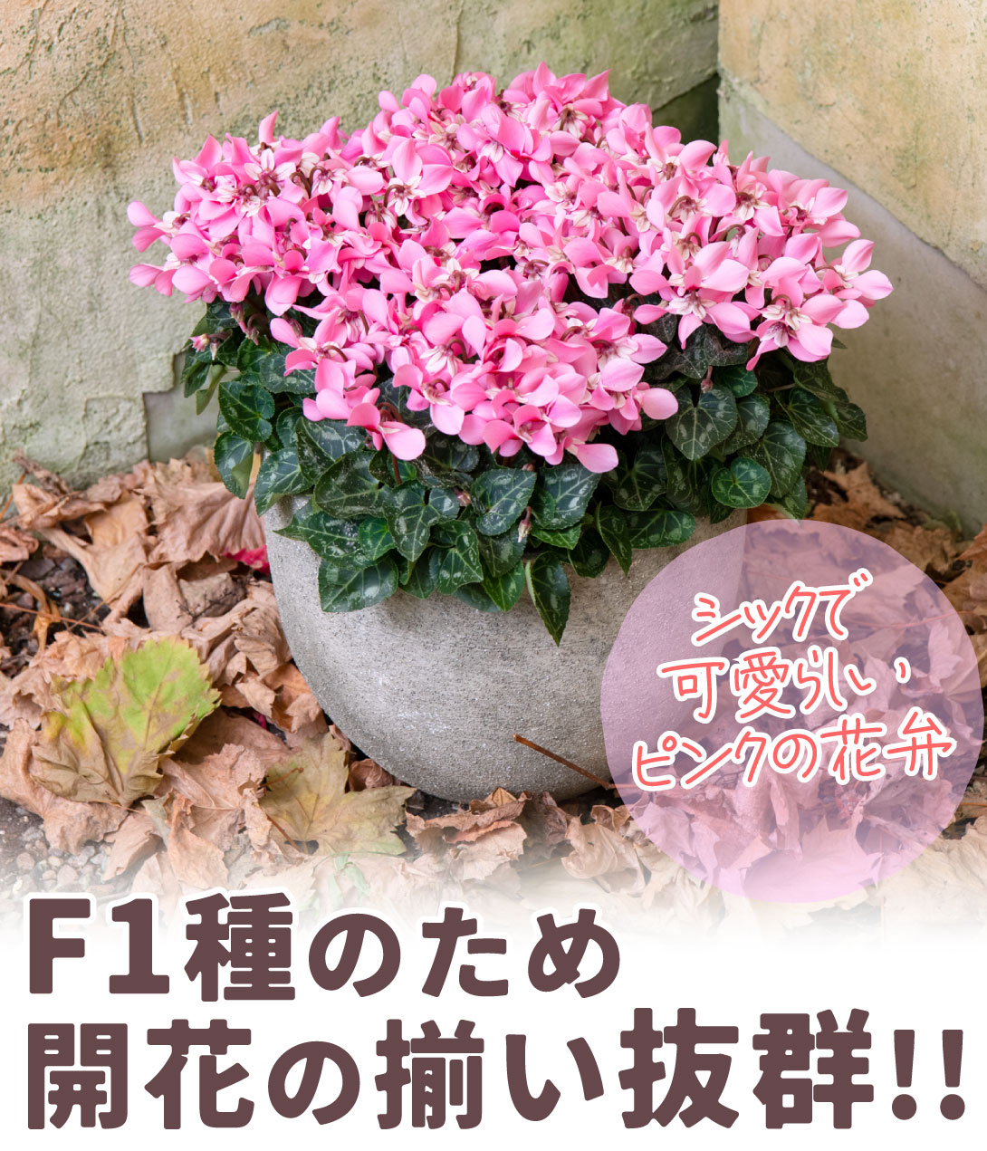 シクラメン ジックス ピンク