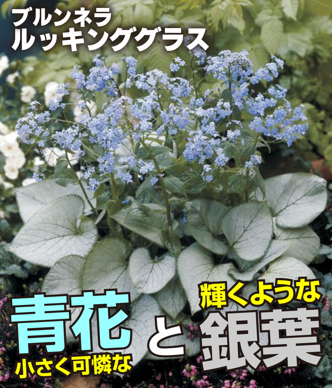 花苗 ブルンネラ ルッキンググラス