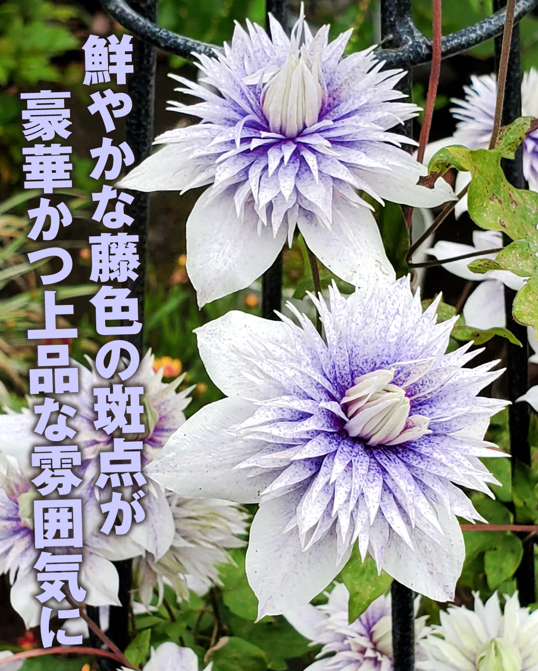 花苗 クレマチス 水面の妖精
