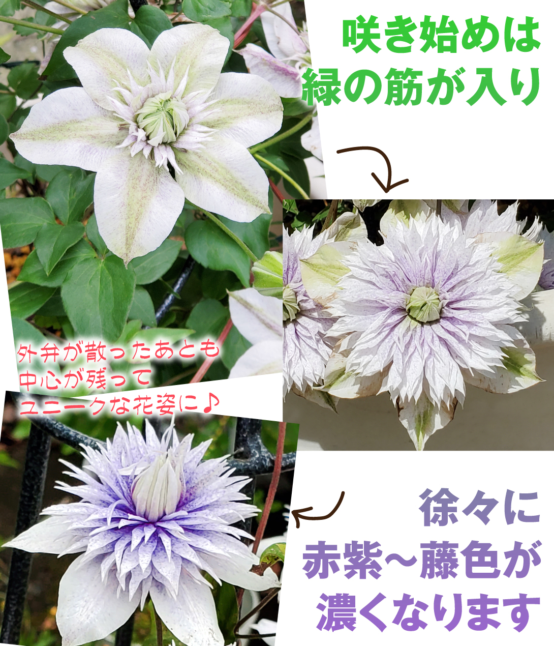 花苗 クレマチス 水面の妖精