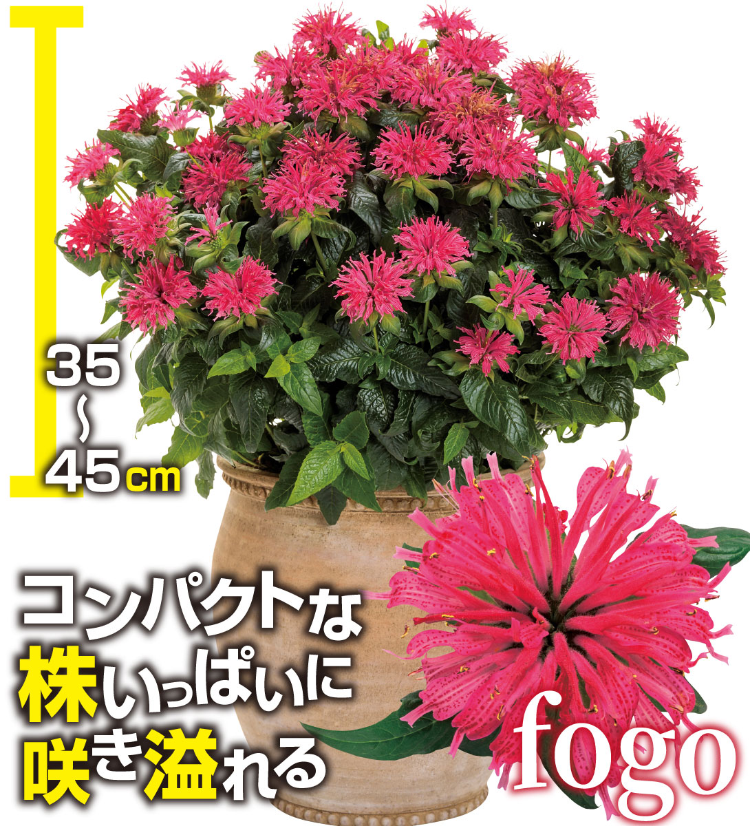 花苗 モナルダ フォーグローズ