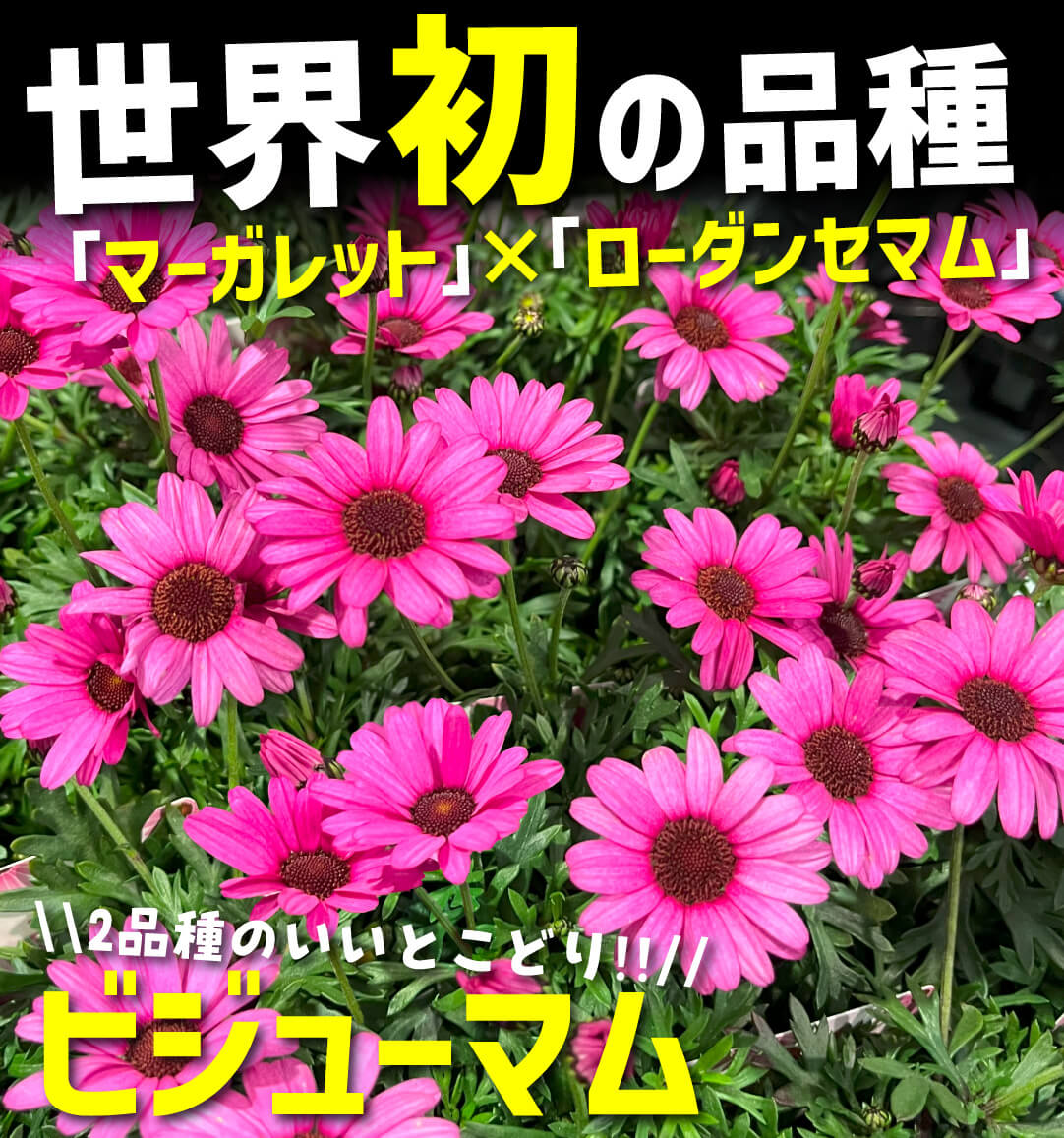 ビジューマム ローズクオーツ
