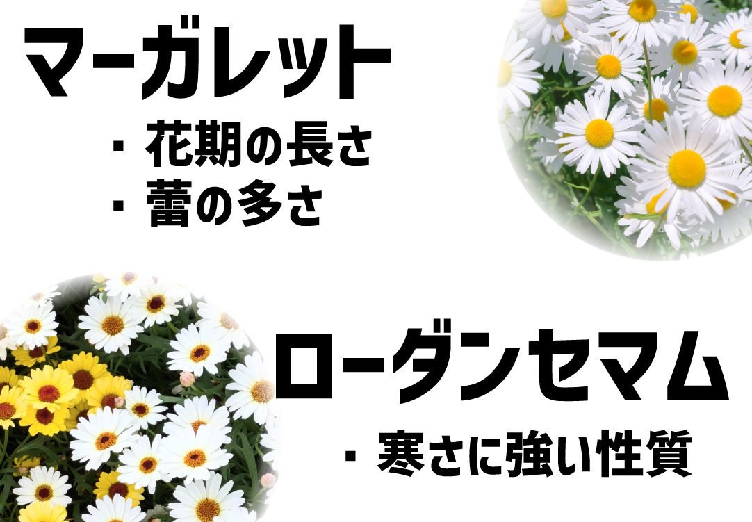 ビジューマム ローズクオーツ