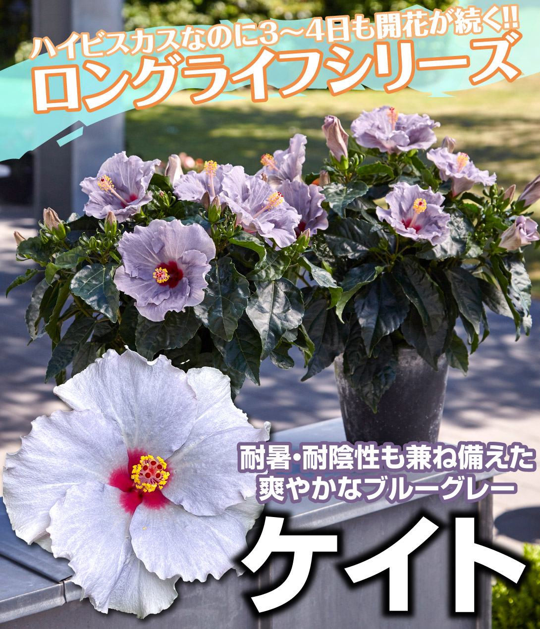 ハイビスカス　ロングライフシリーズ ケイト