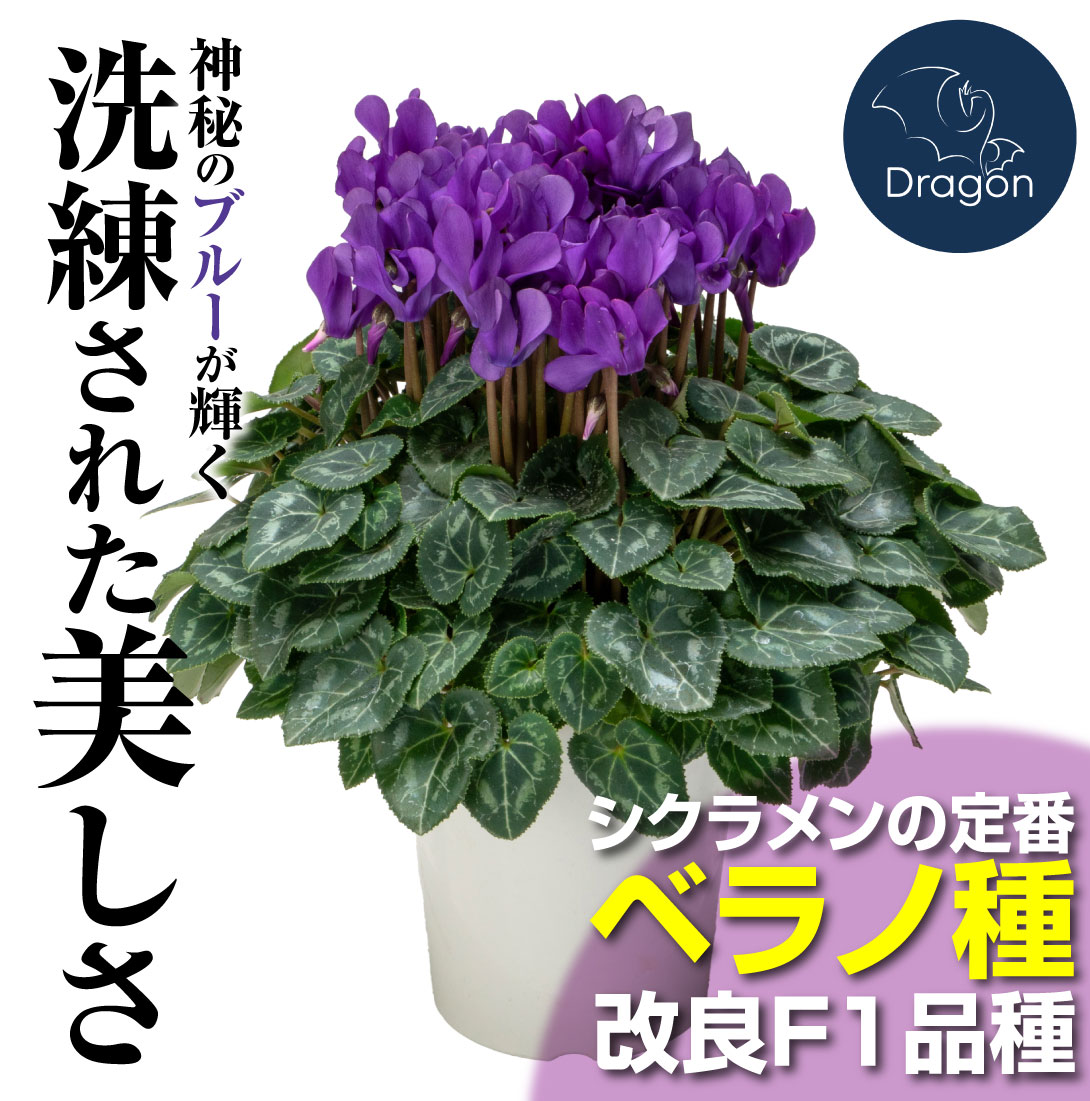 シクラメン ドラゴン ディープブルー