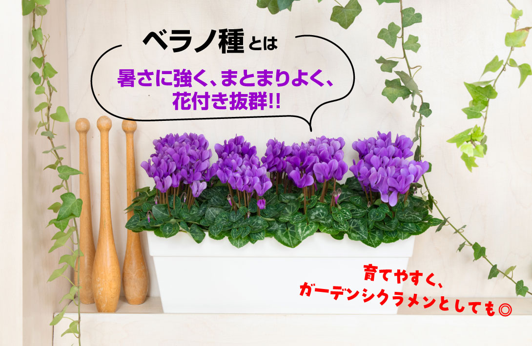 シクラメン ドラゴン ディープブルー
