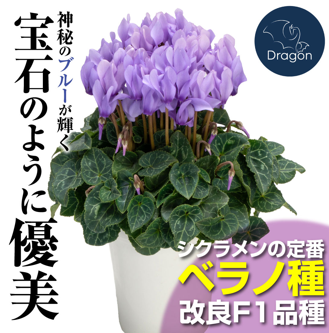 シクラメン ドラゴン ライトブルー