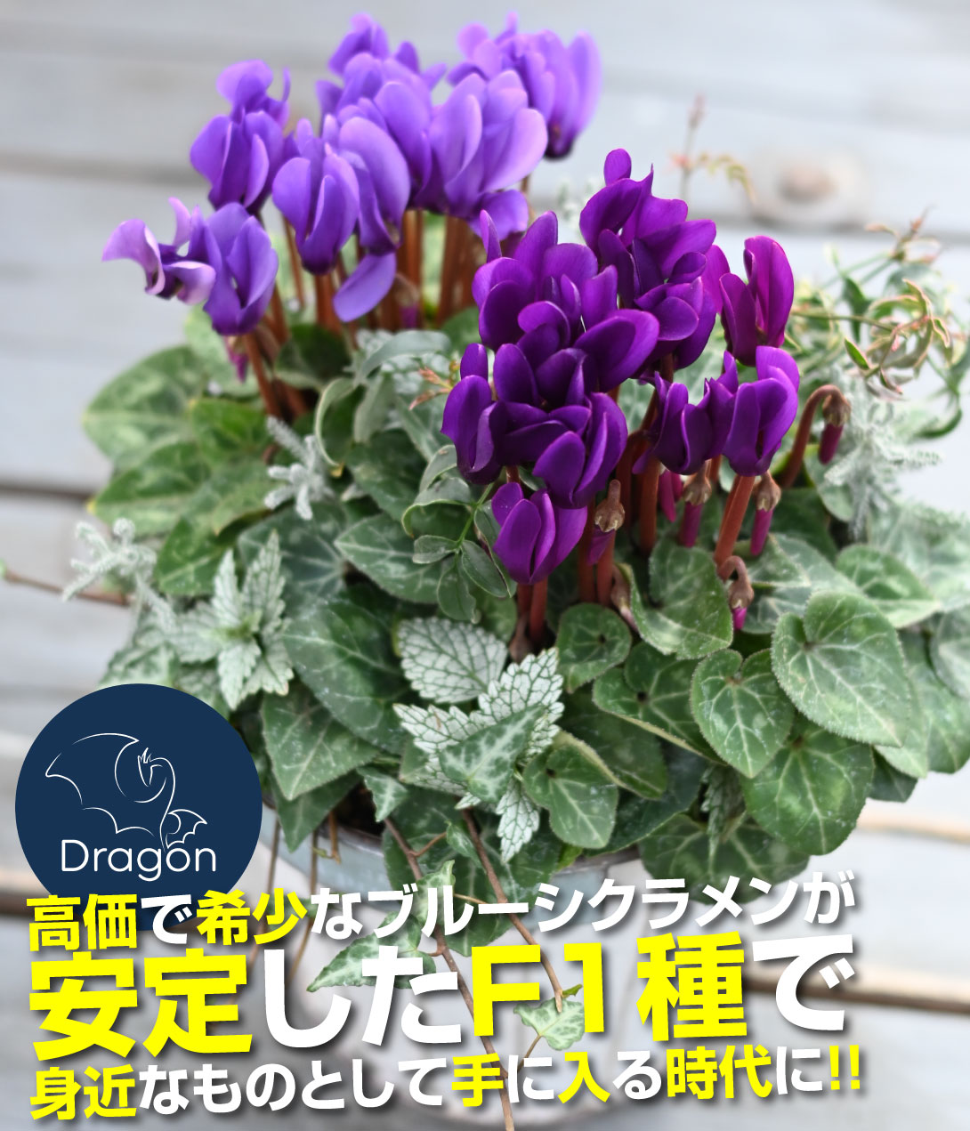シクラメン ドラゴン ディープブルー