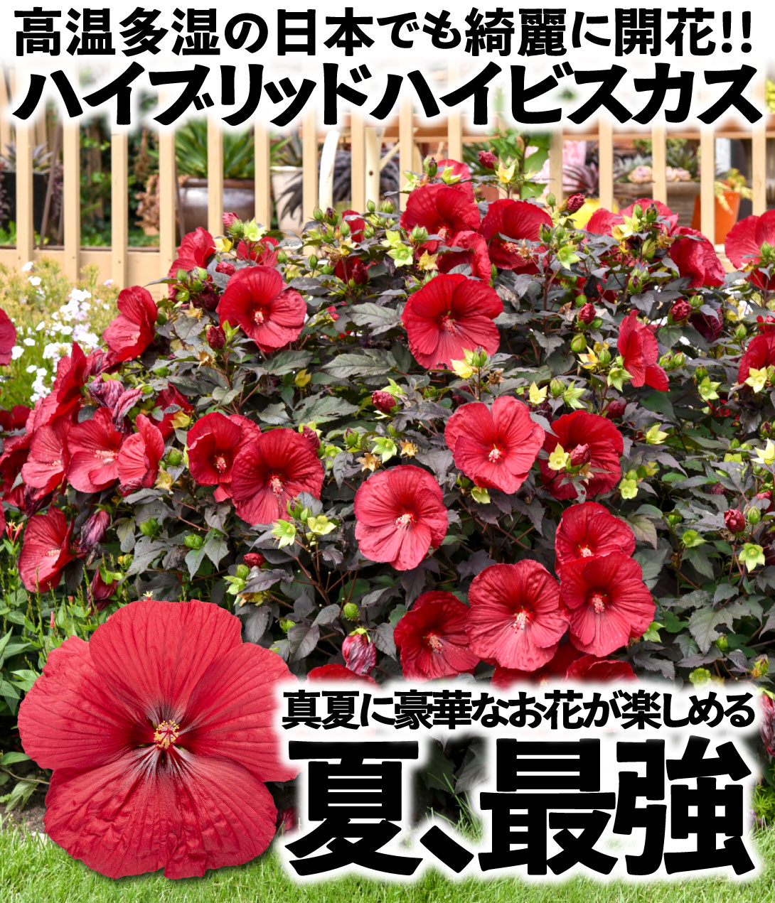 ハイビスカス サマリフィック ナイトルージュ