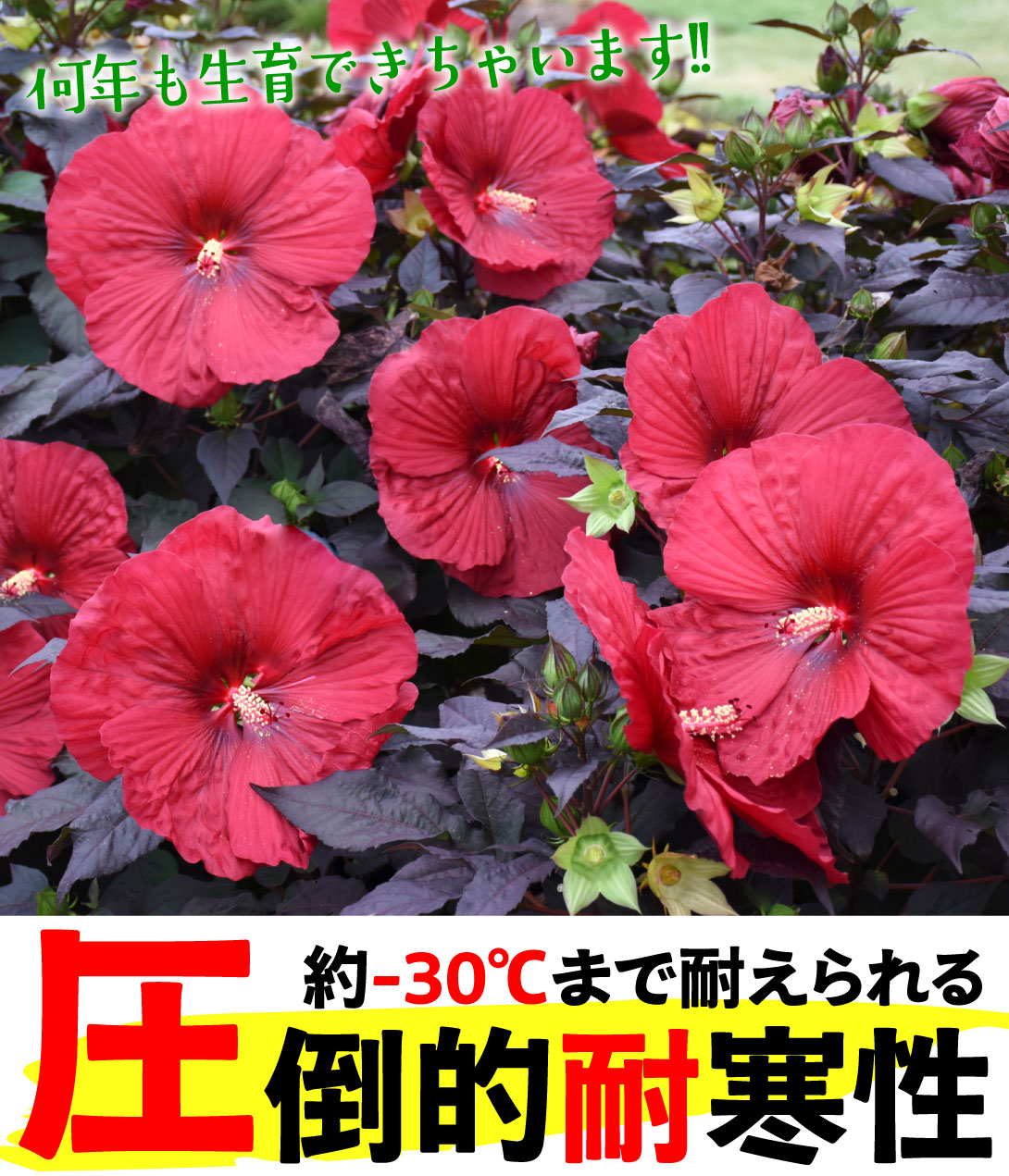 ハイビスカス サマリフィック ナイトルージュ