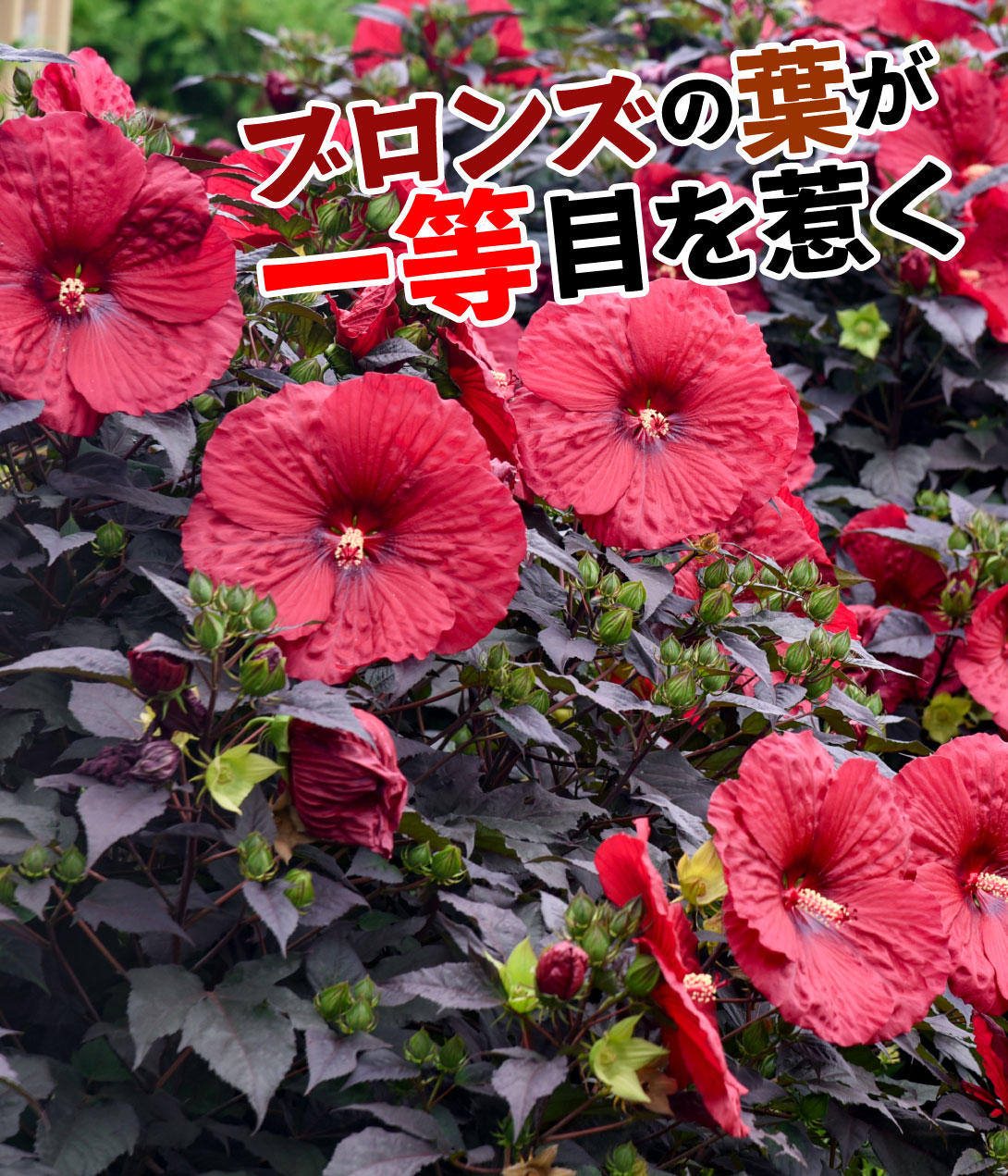ハイビスカス サマリフィック ナイトルージュ