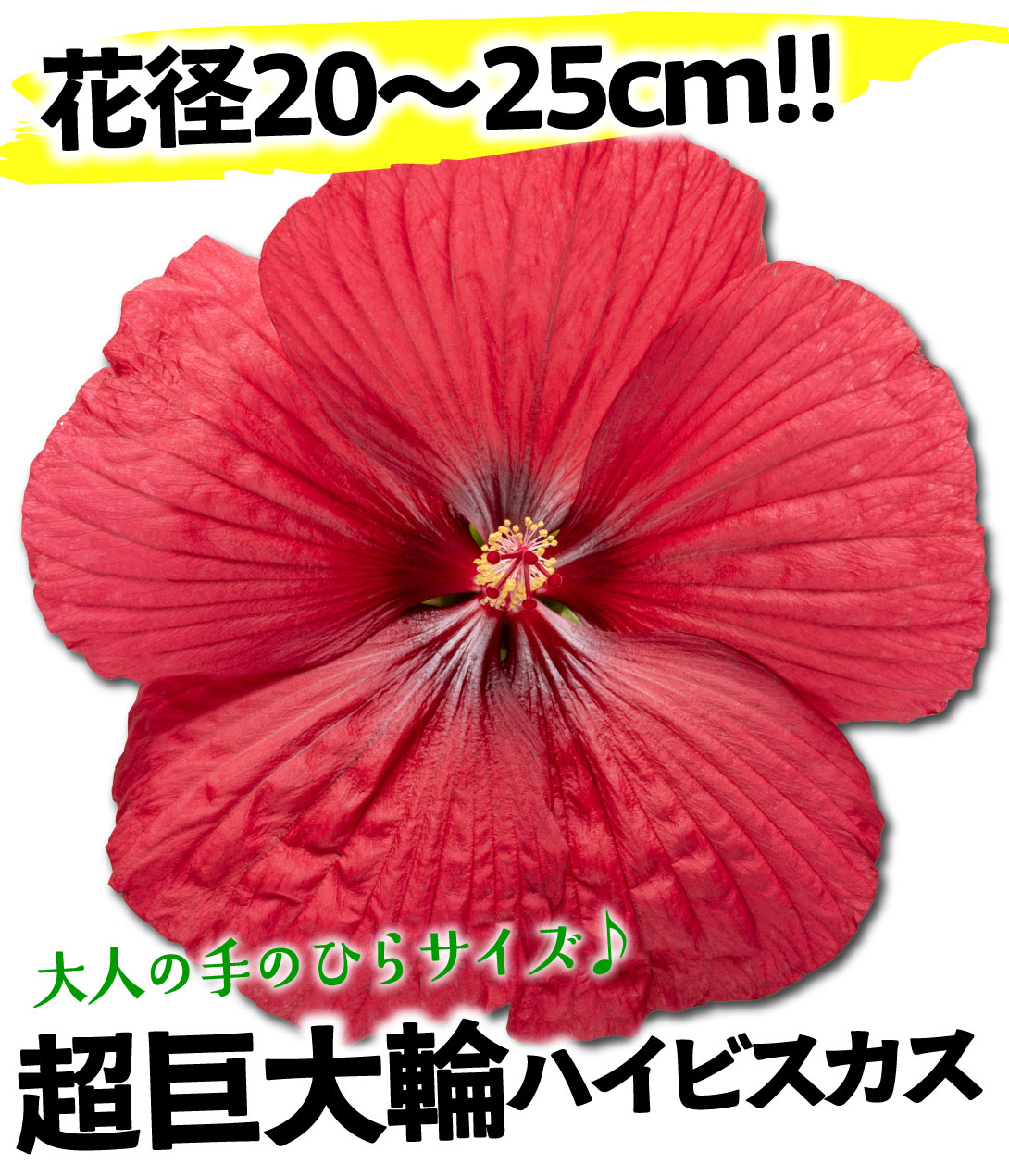 ハイビスカス サマリフィック ナイトルージュ