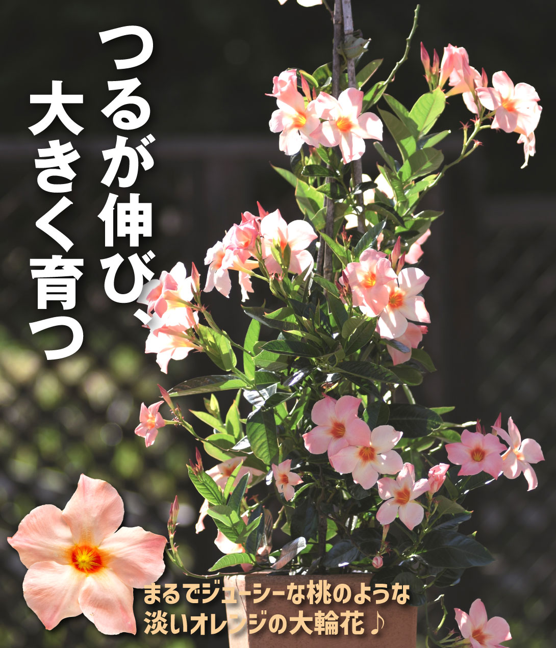 クライミングサンパラソル ピーチオレンジ