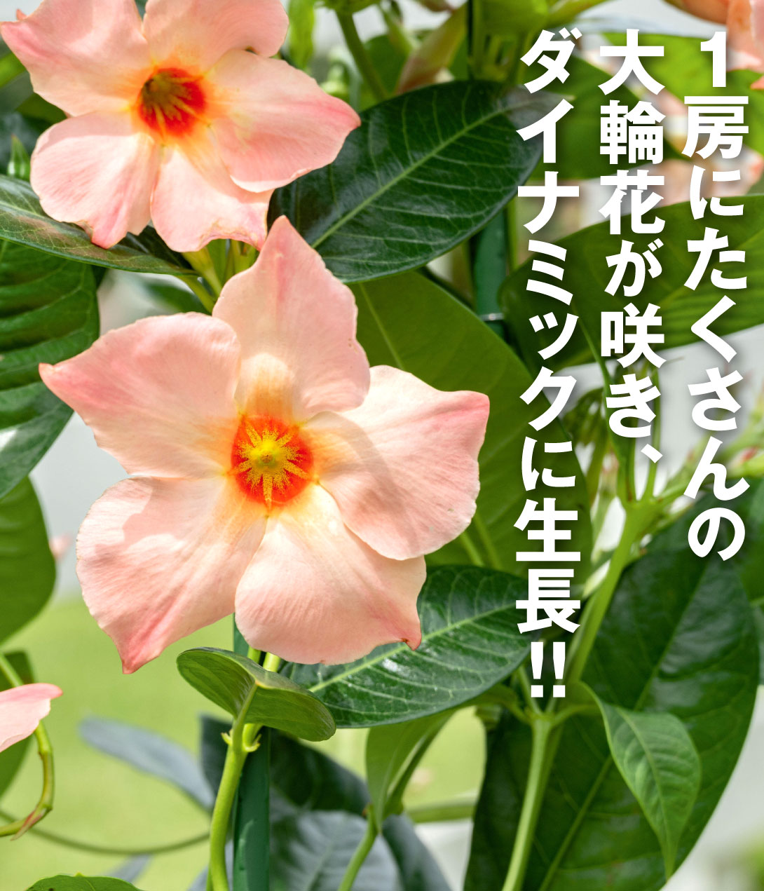 クライミングサンパラソル ピーチオレンジ