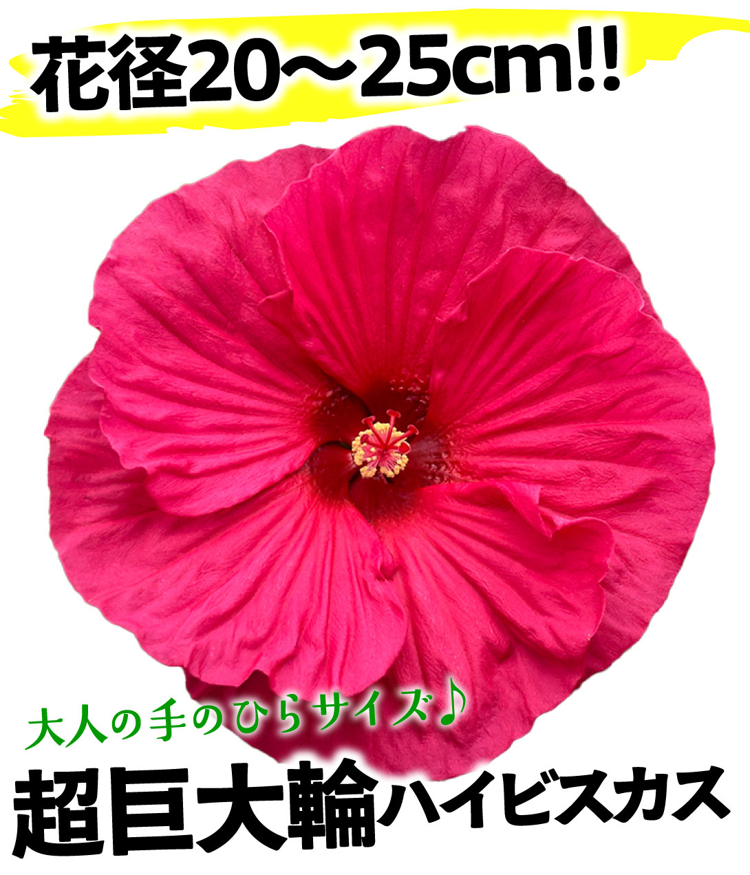 ハイビスカス サマリフィック ルビーパラソル