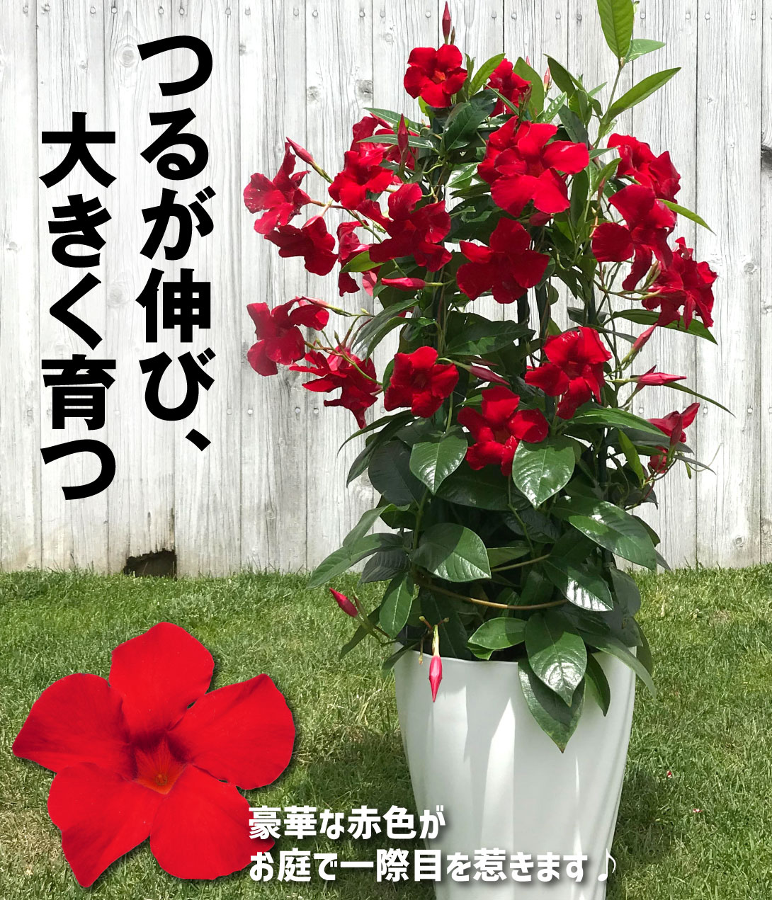 クライミングサンパラソル レッド