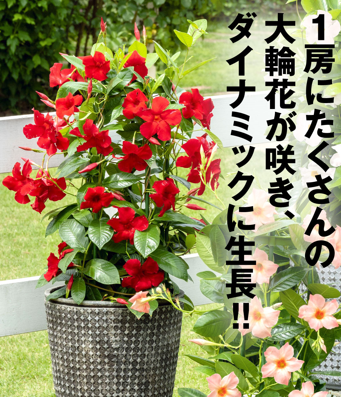クライミングサンパラソル レッド