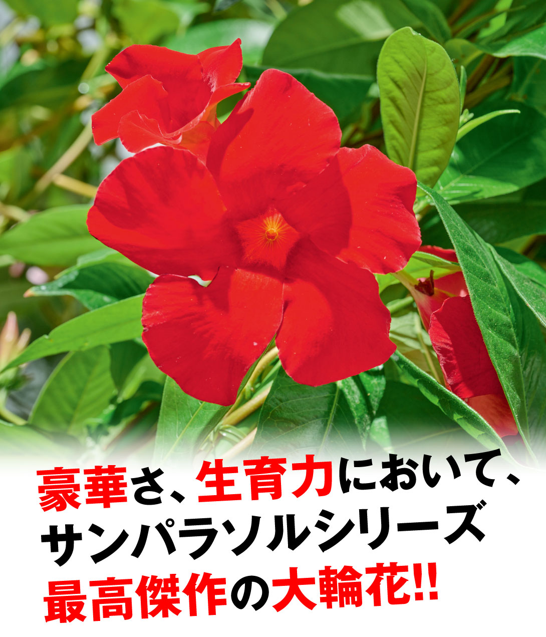 クライミングサンパラソル レッド