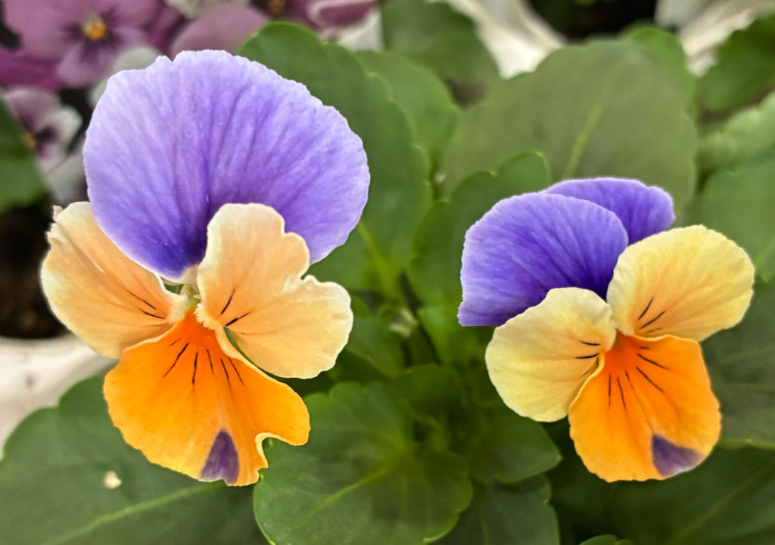 ビオラ ジャンプアップセット