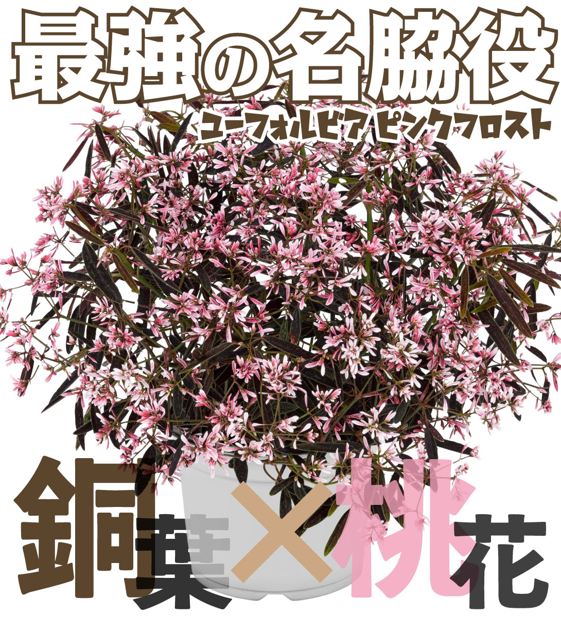 ユーフォルビア　ピンクフロスト