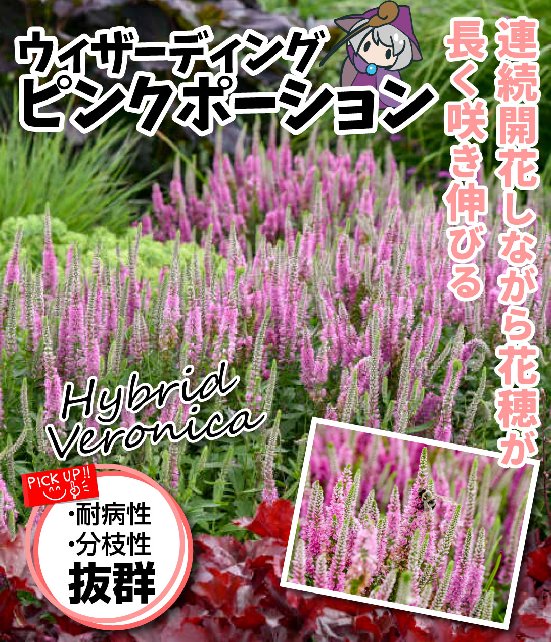 花苗　ベロニカ　ウェザーディング ピンクポーション