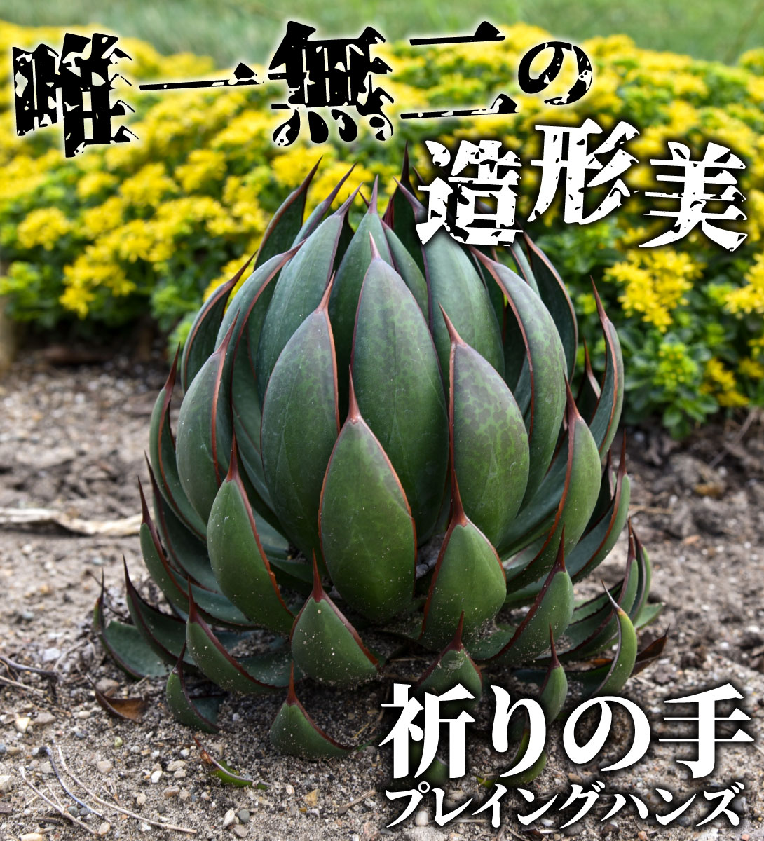 花苗 マンガベ プレイングハンズ