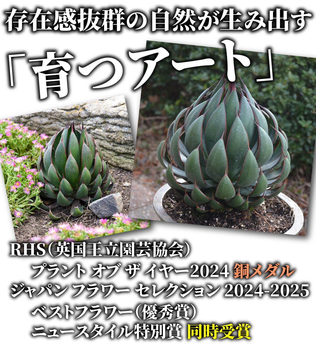 花苗 マンガベ プレイングハンズ