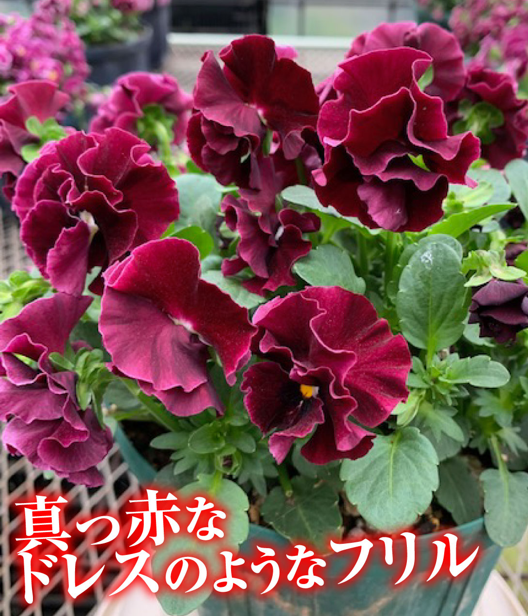 花苗 パンジー スカーレットドレス