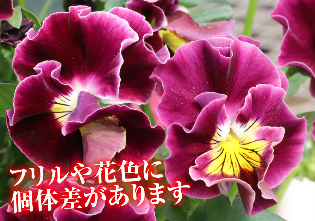 花苗 パンジー スカーレットドレス