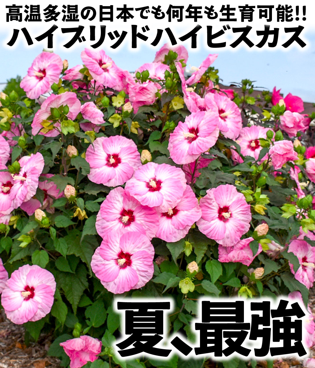 ハイビスカス サマリフィック ストロベリーマーブル