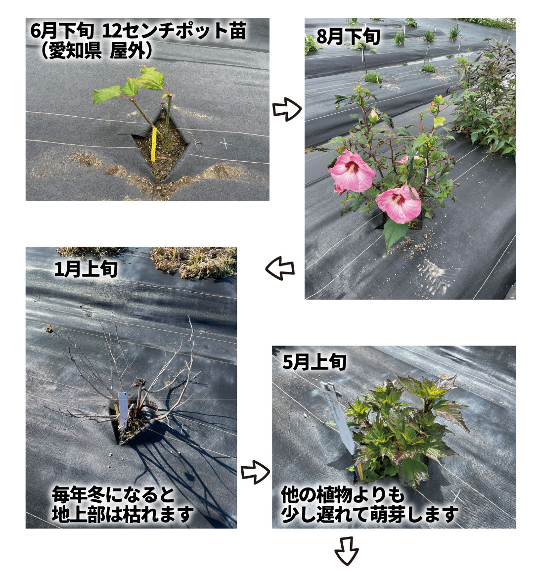 ハイビスカス サマリフィック ストロベリーマーブル
