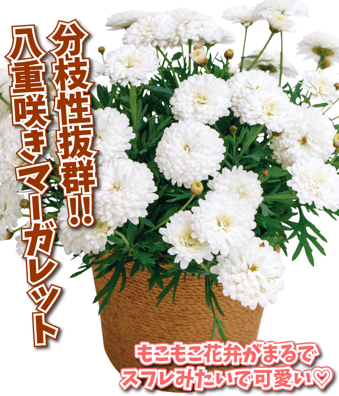 花苗 マーガレット シュガリースフレ