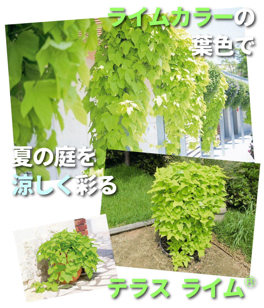 イポメア テラスライムⓇ