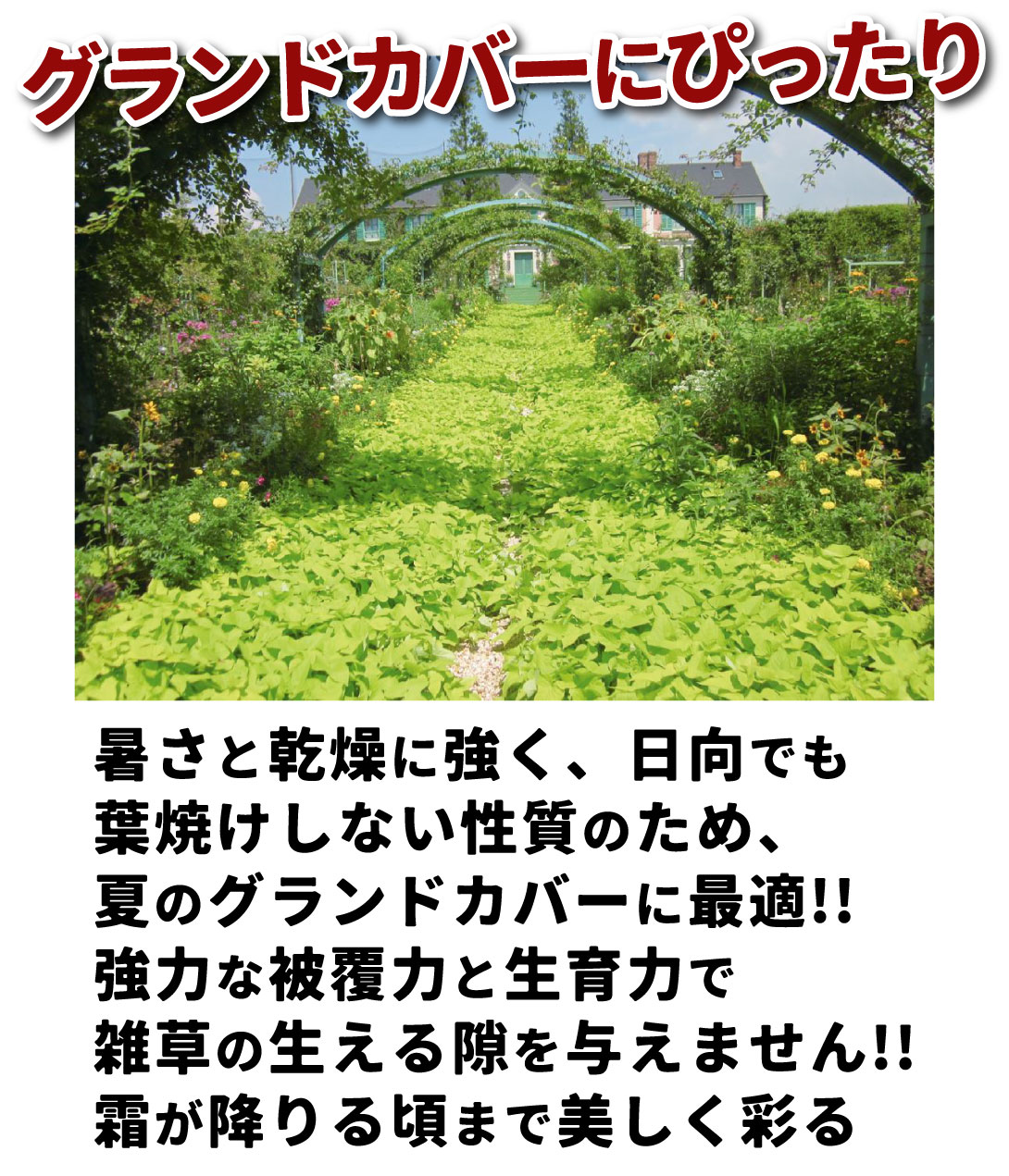 イポメア テラスライムⓇ