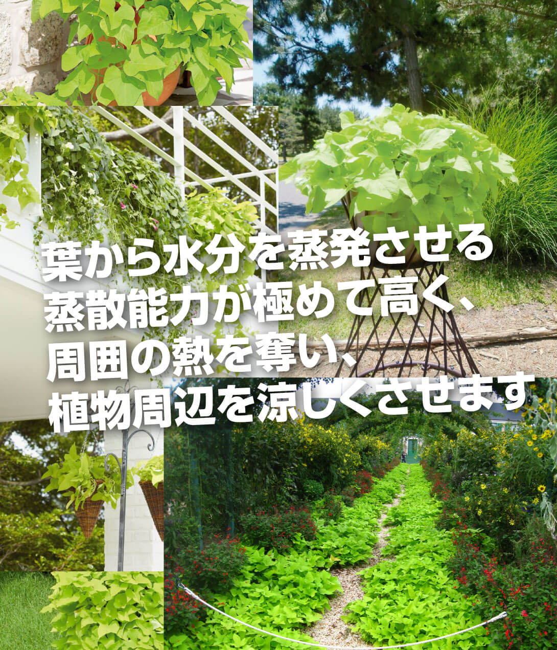 イポメア テラスライムⓇ