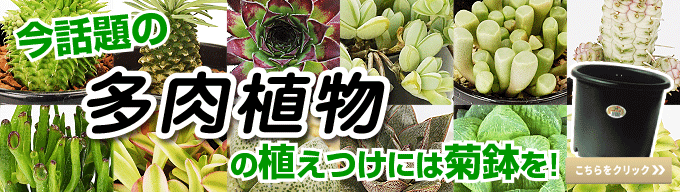 菊鉢