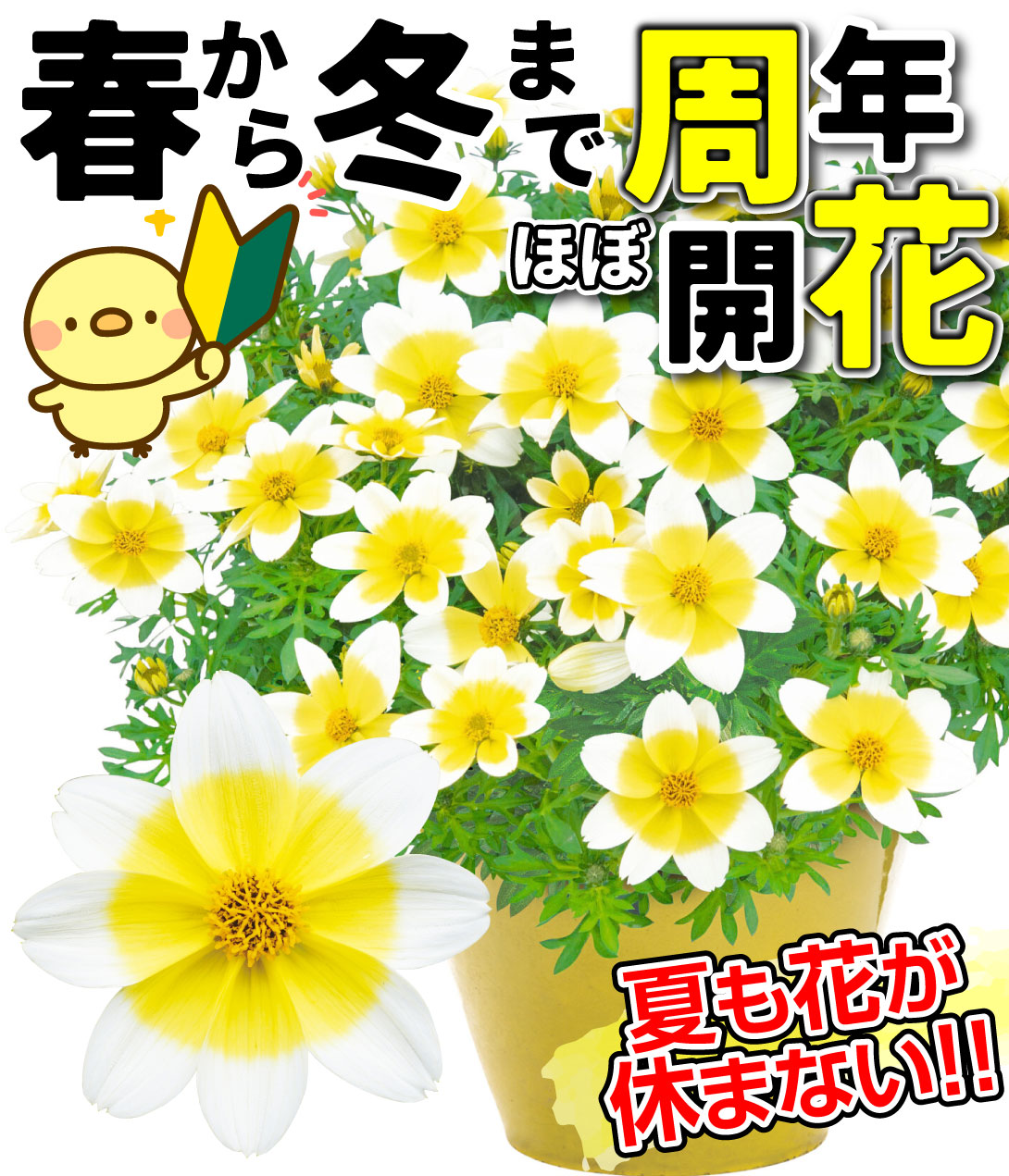 花苗 ビデンス キャンプファイヤー レモンシロップ