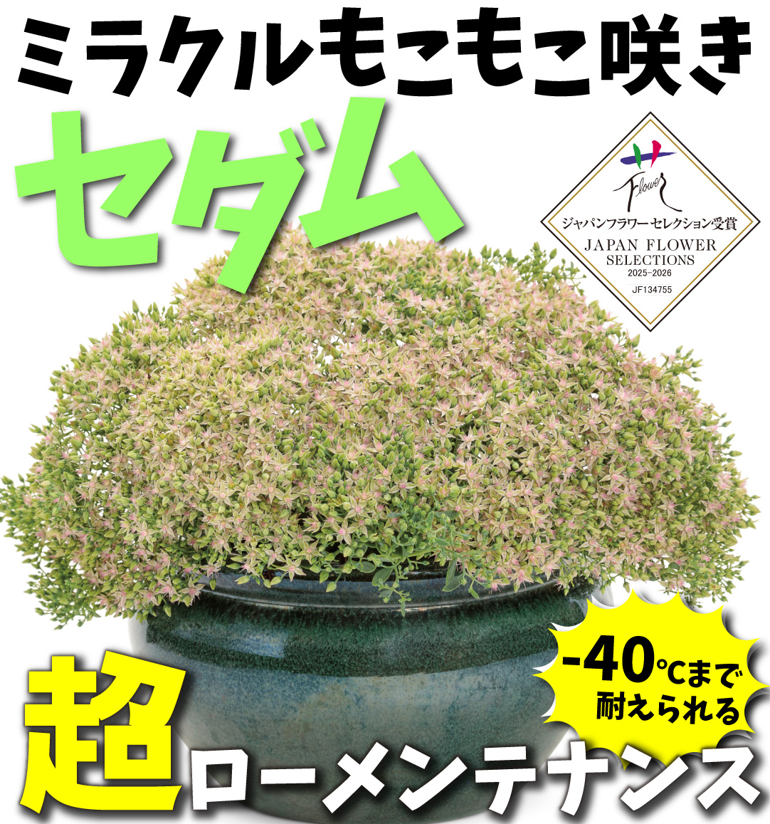 セダム サクラアフロ