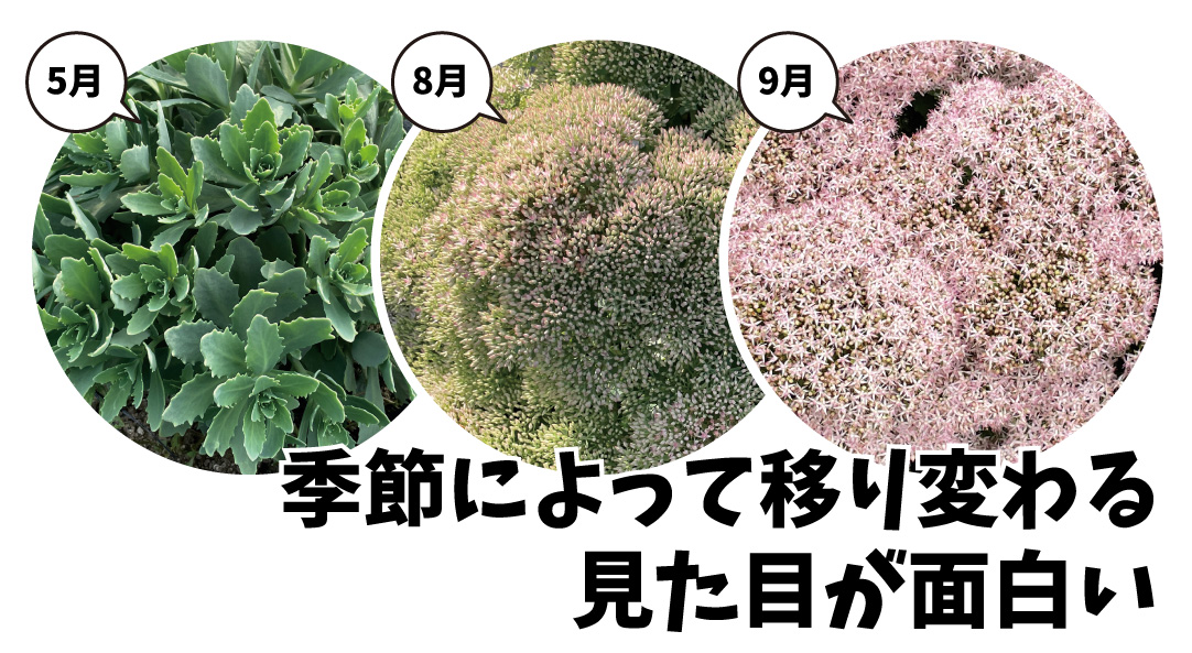 セダム サクラアフロ