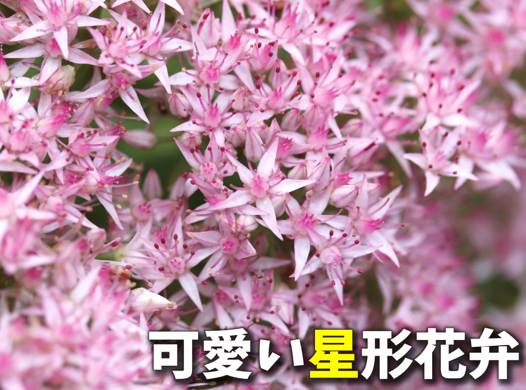 セダム サクラアフロ