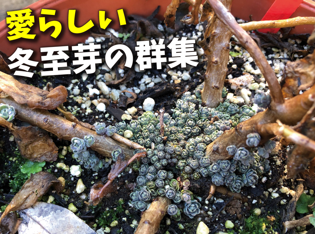 セダム モコランド シルバーチェリー