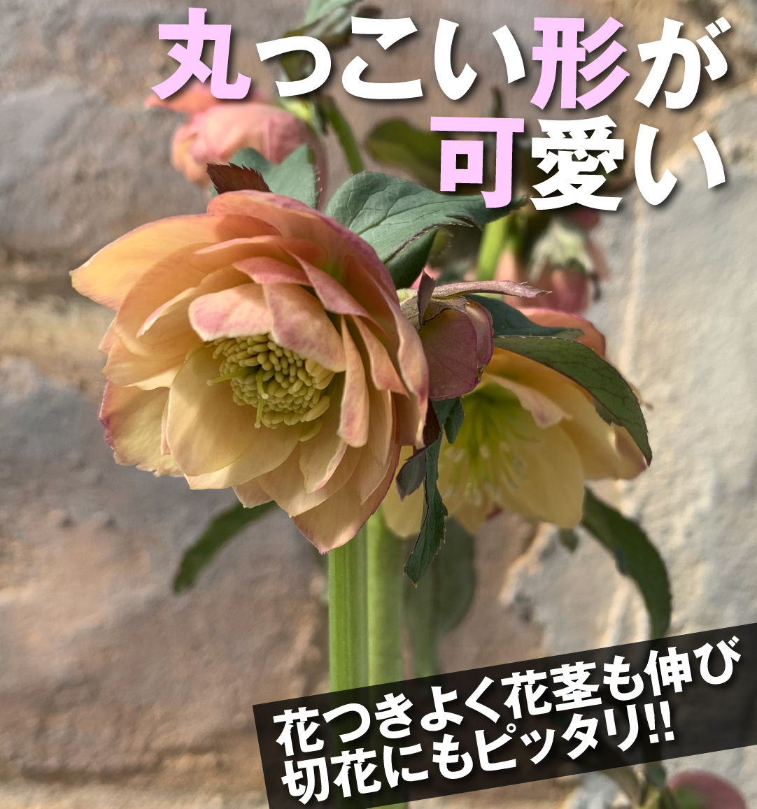 クリスマスローズ あんず小鞠