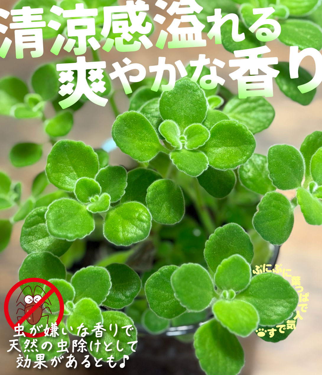 ハーブ苗 アロマティカス