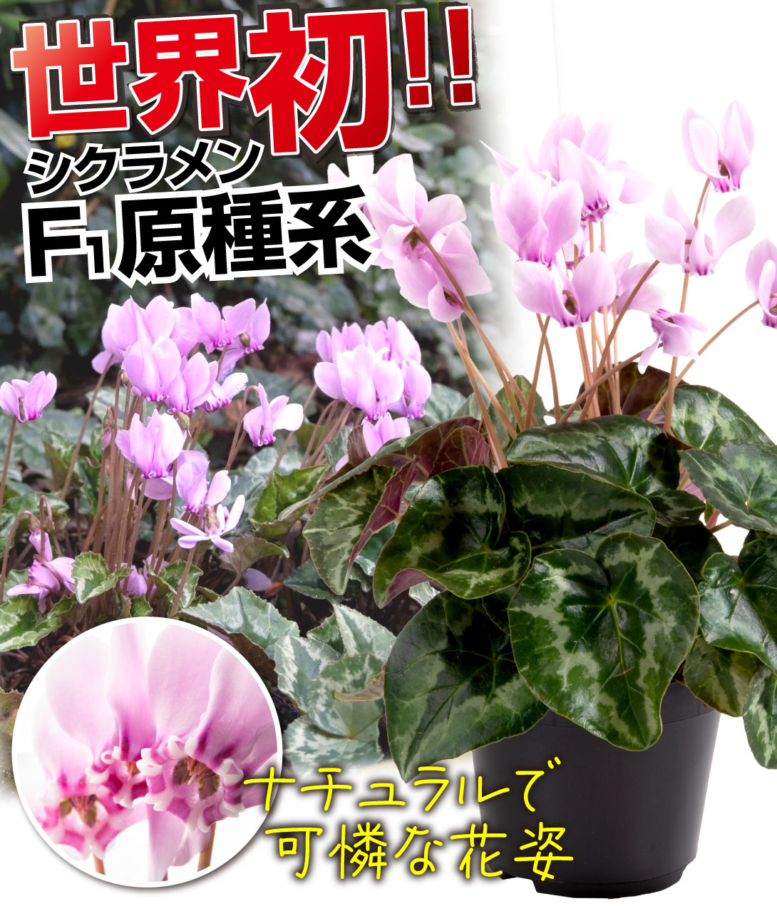 花苗 シクラメン アヴァロンピンク